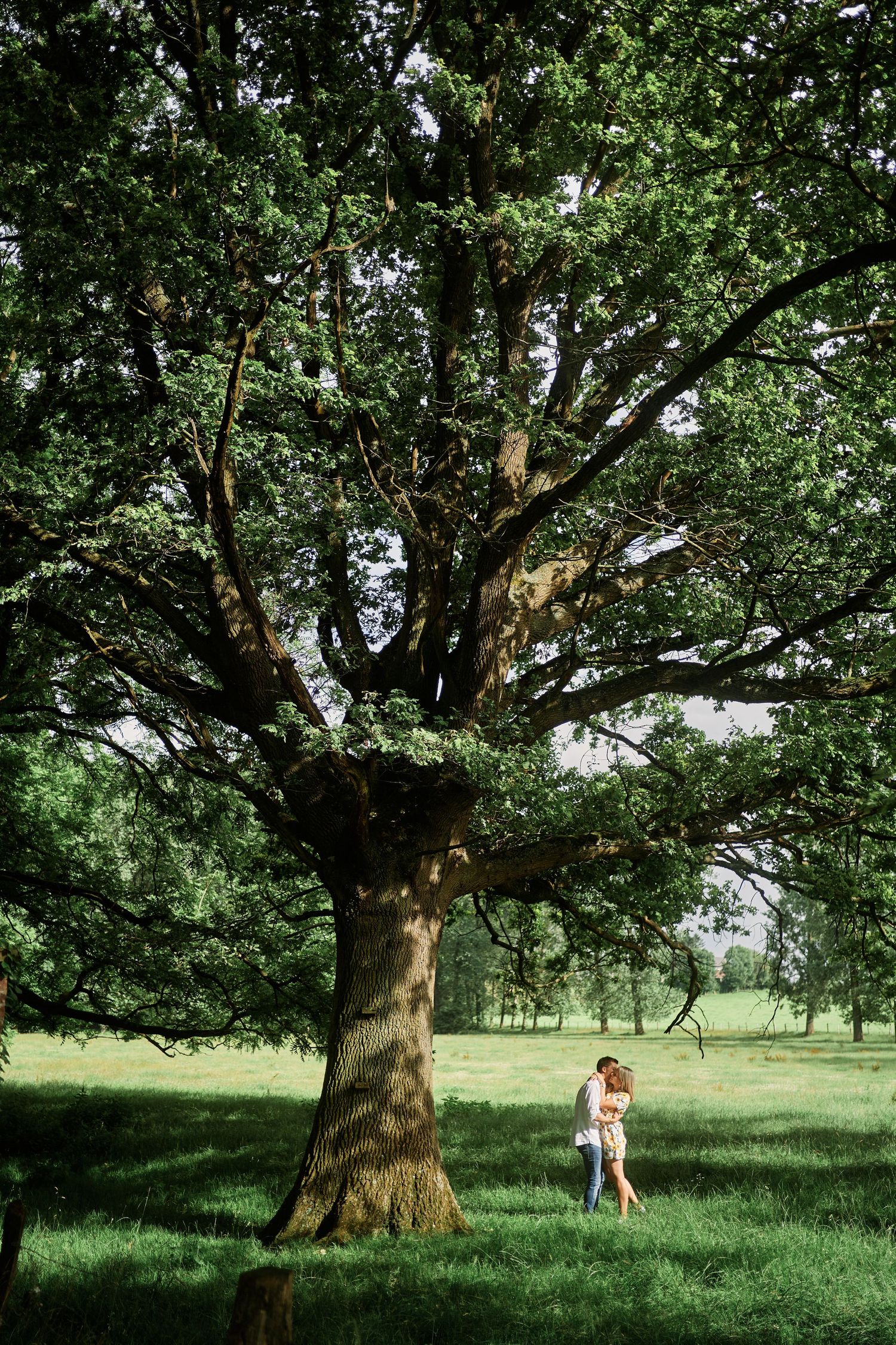 A sequence of photos showing a large oak tree in a grassy meadow with a distant figure under its spreading branches.