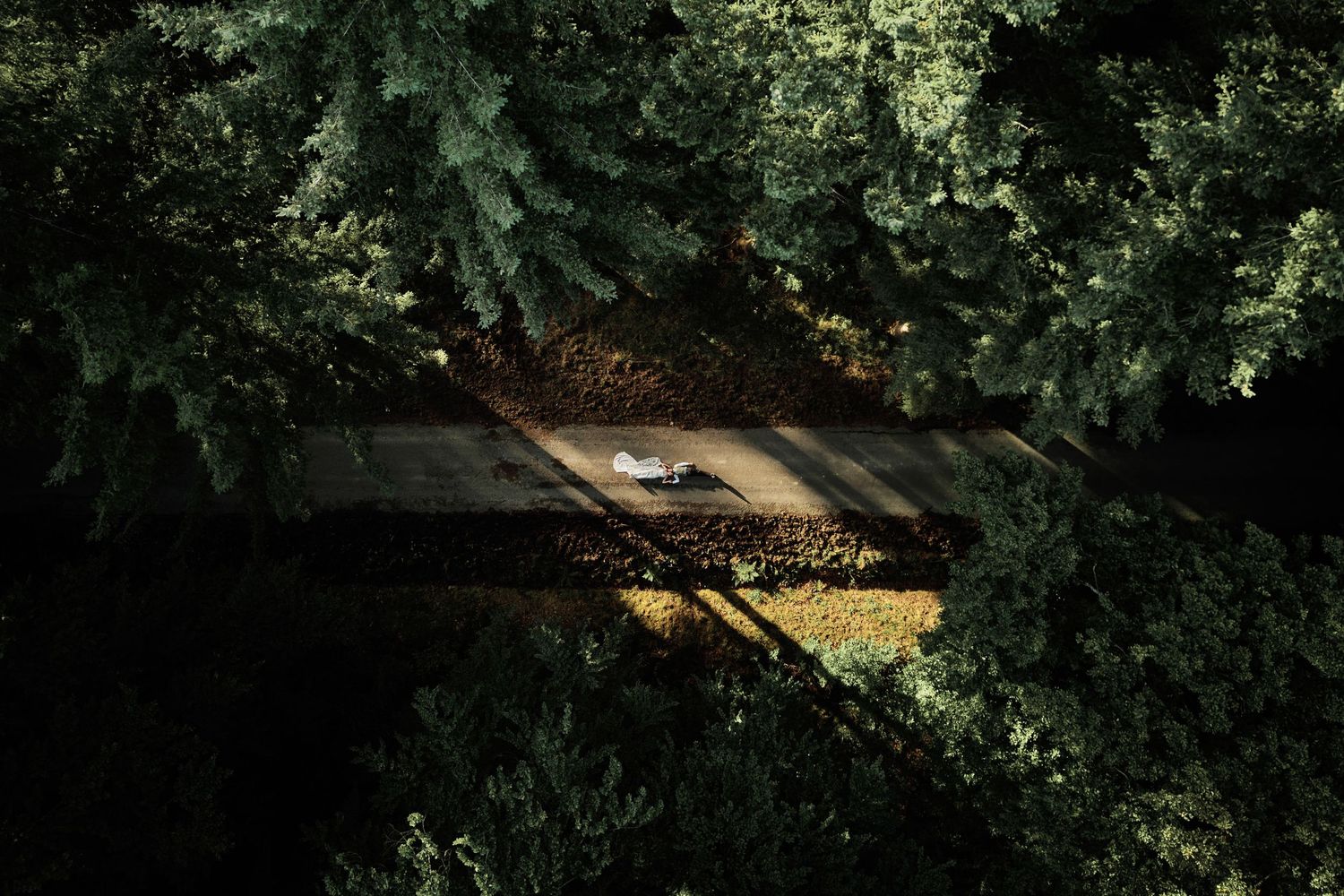 A wooden deck or platform nestled among lush green trees with sunlight filtering through the foliage.