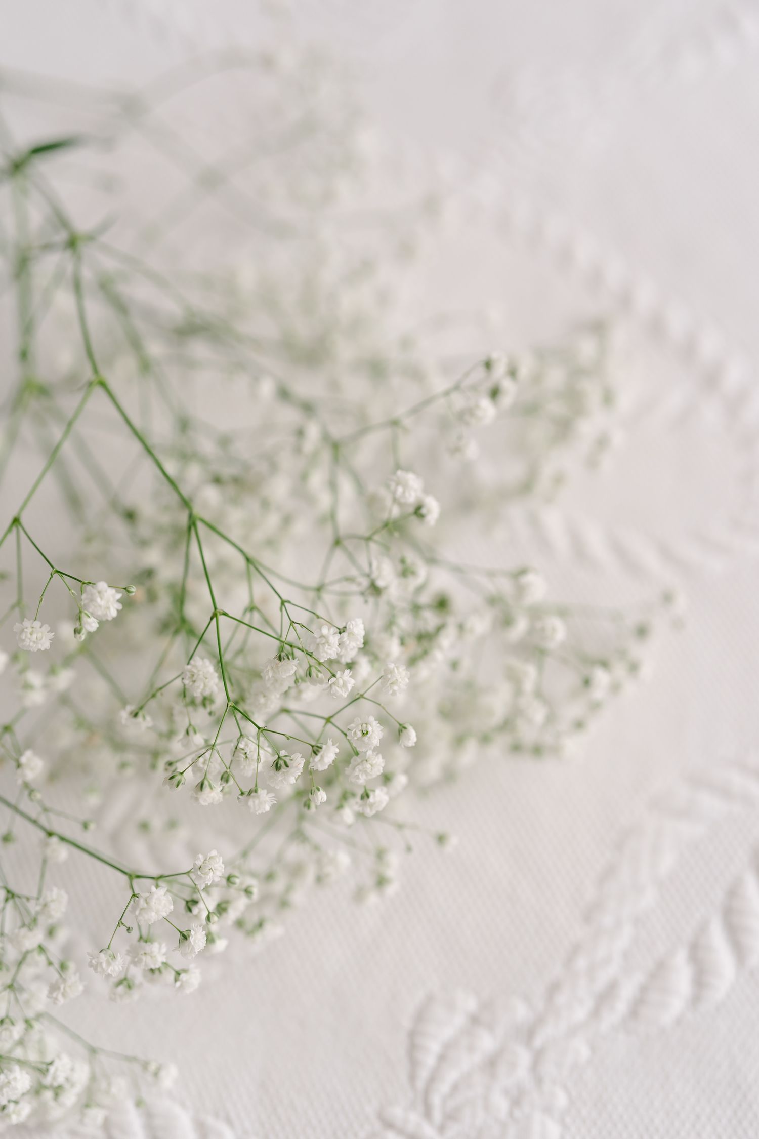 Delicate white baby's breath flowers against a textured white fabric background creating a soft, ethereal composition.