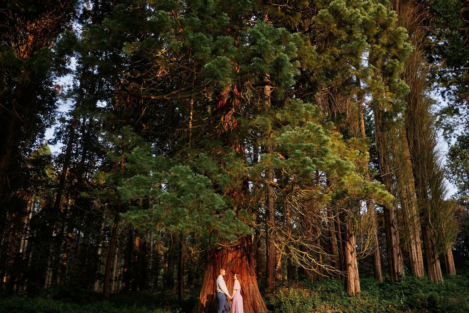 A couple stands together in a forest during golden hour as sunlight filters through tall evergreen trees.