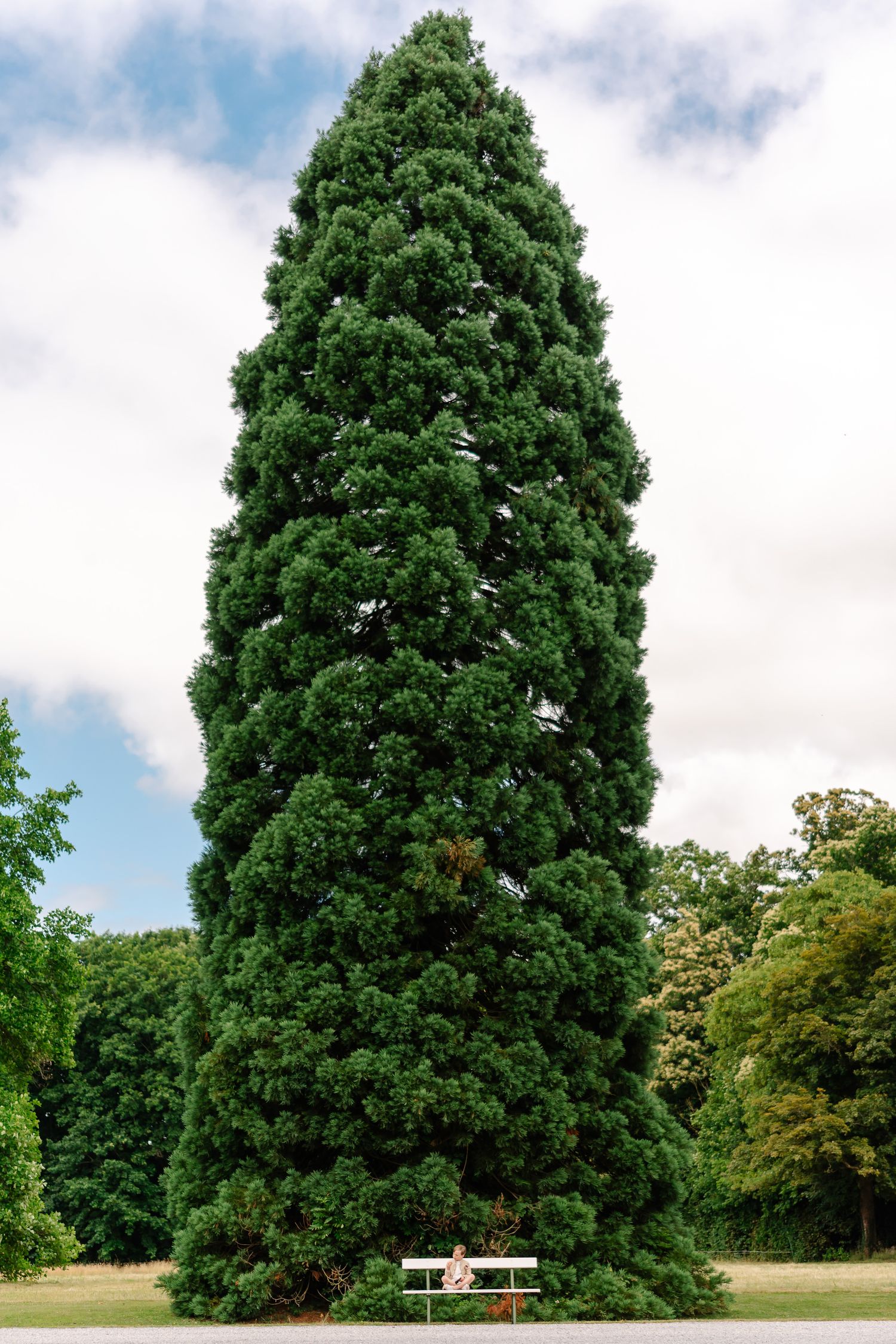 Tall evergreen trees stand majestically in a park setting with a white bench visible in the background.