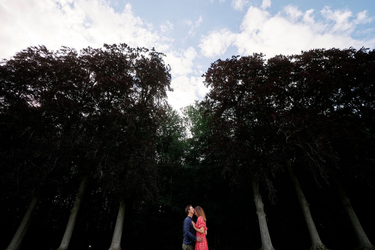 A sequence of silhouetted trees against a bright sky creates a natural border along the horizon.