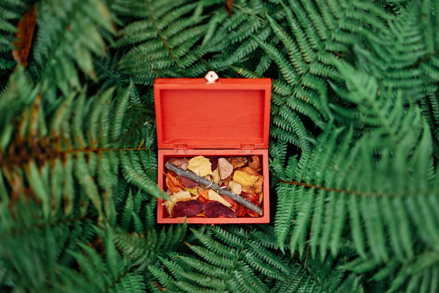 A red shadowbox frame containing dried flowers and plants mounted against a lush green fern background.