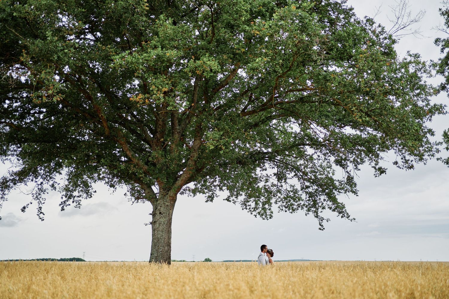 A panoramic view of a large oak tree standing alone in a golden field against a cloudy sky.