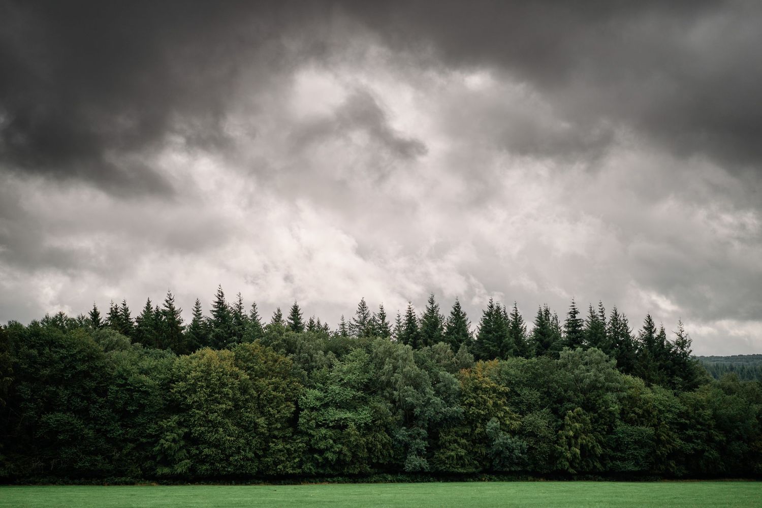 Dark storm clouds gather ominously over a dense evergreen forest on the horizon during an overcast day.