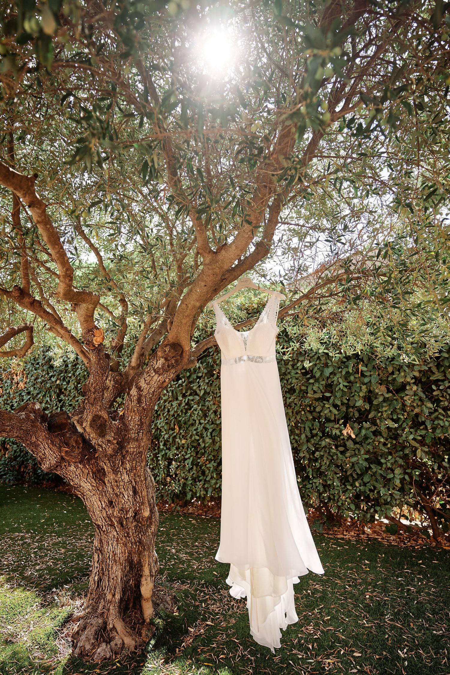 A white wedding dress hangs elegantly from an olive tree branch in a sunlit garden setting.
