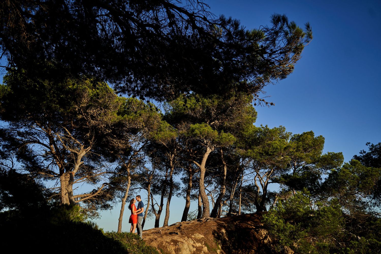 Panoramic view of pine trees along a coastal cliff against a deep blue sky at sunset.