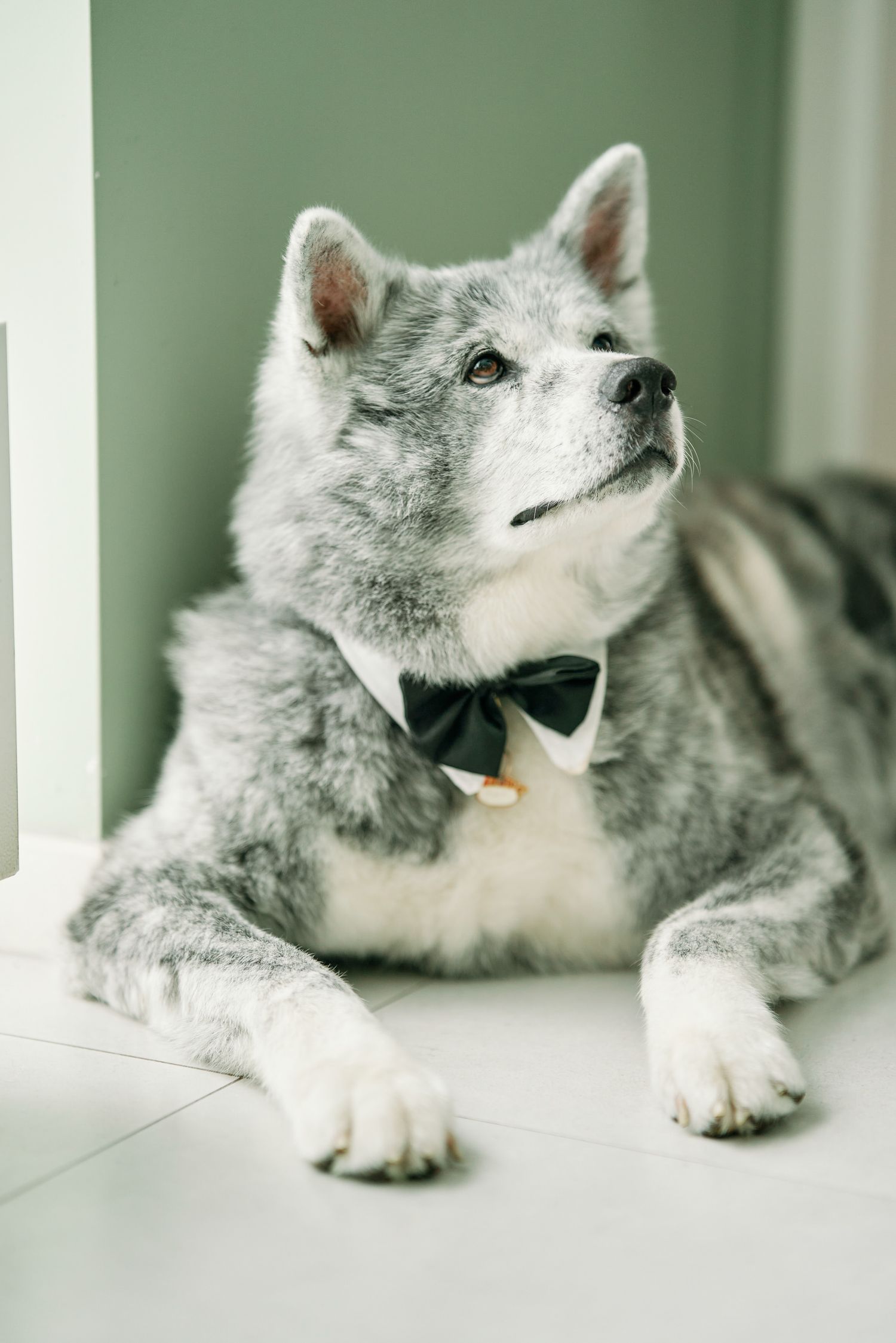A gray husky dog wearing a black bowtie lies elegantly on a white surface against a soft green background.