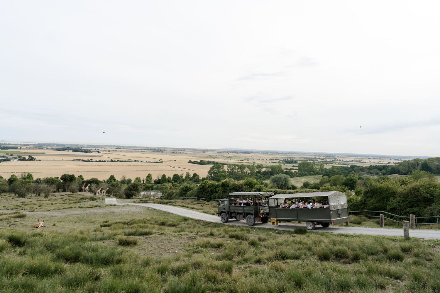 Vintage black safari bus drives through vast open countryside landscape under overcast sky.