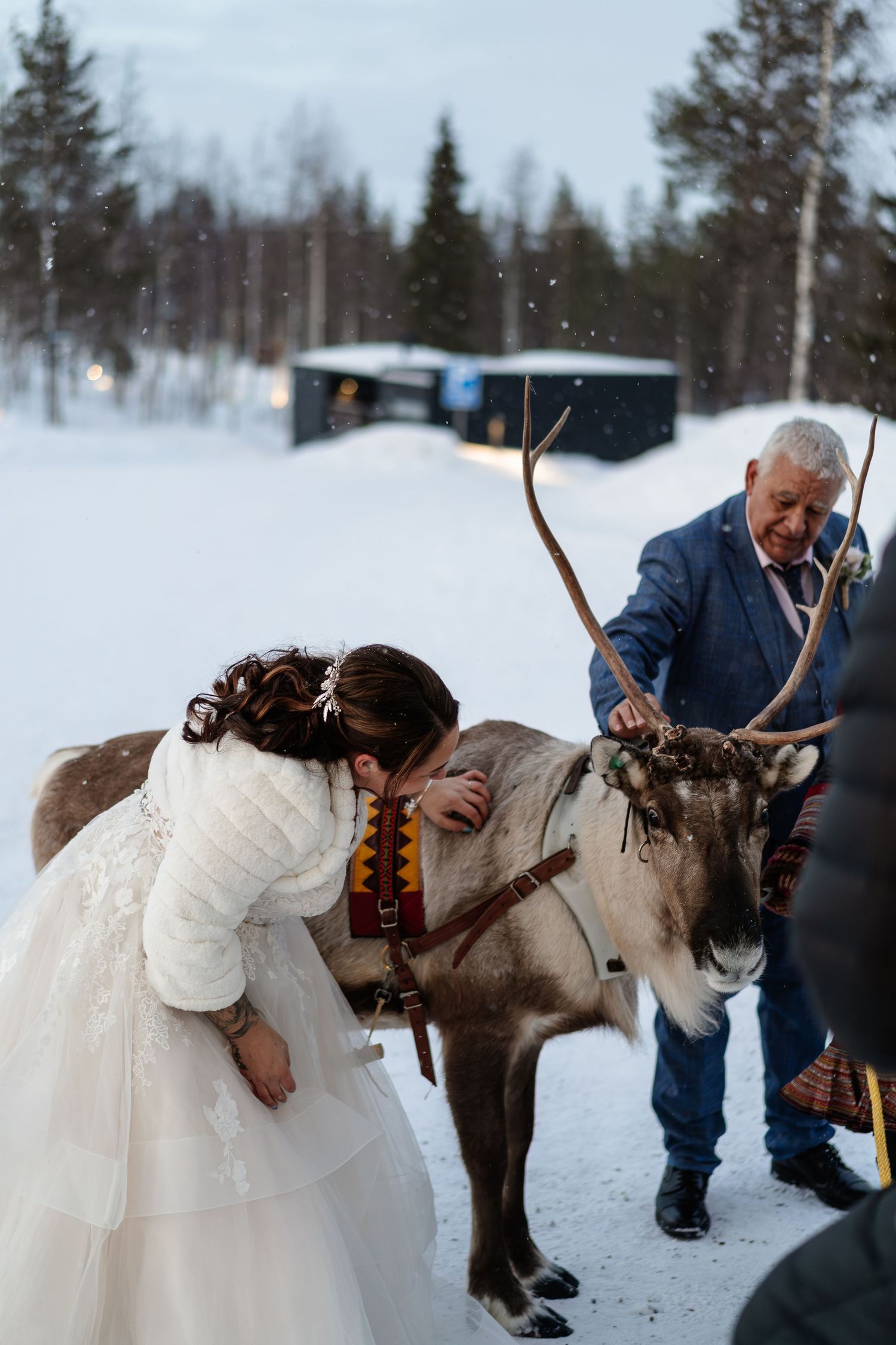 Stroke Reindeer on your wedding day in Lapland. Eloping in Lapland. Marry in Lapland. Unique Wedding Experience in Lapland. Photographer