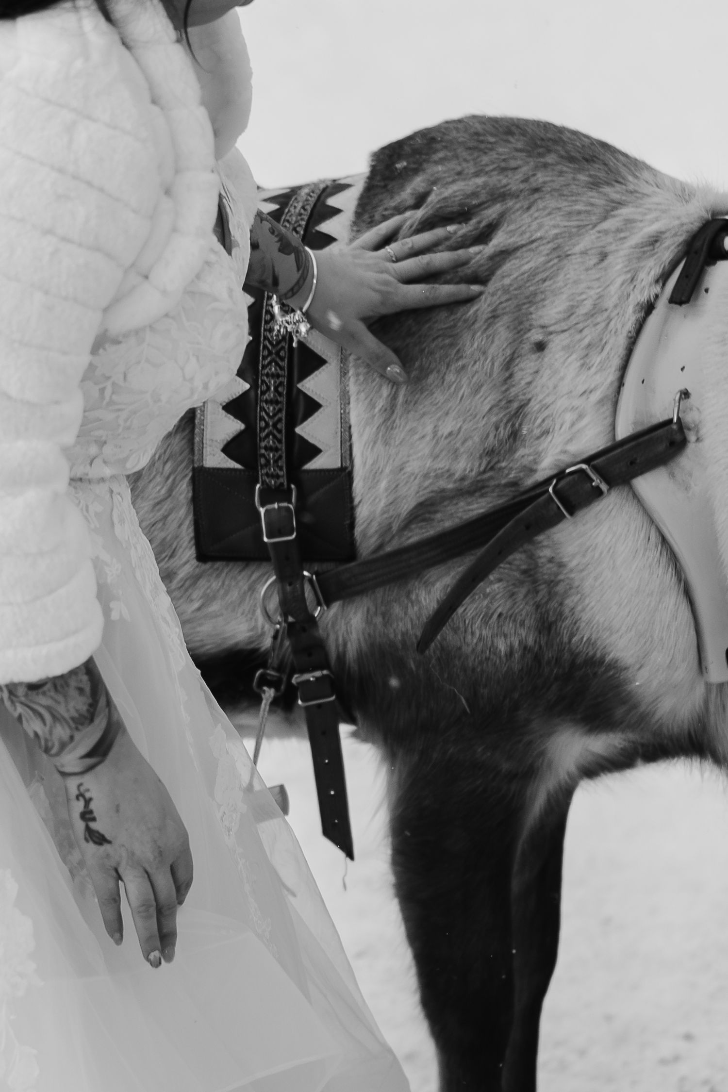Stroke Reindeer on your wedding day in Lapland. Eloping in Lapland. Marry in Lapland. Unique Wedding Experience in Lapland. Photographer
