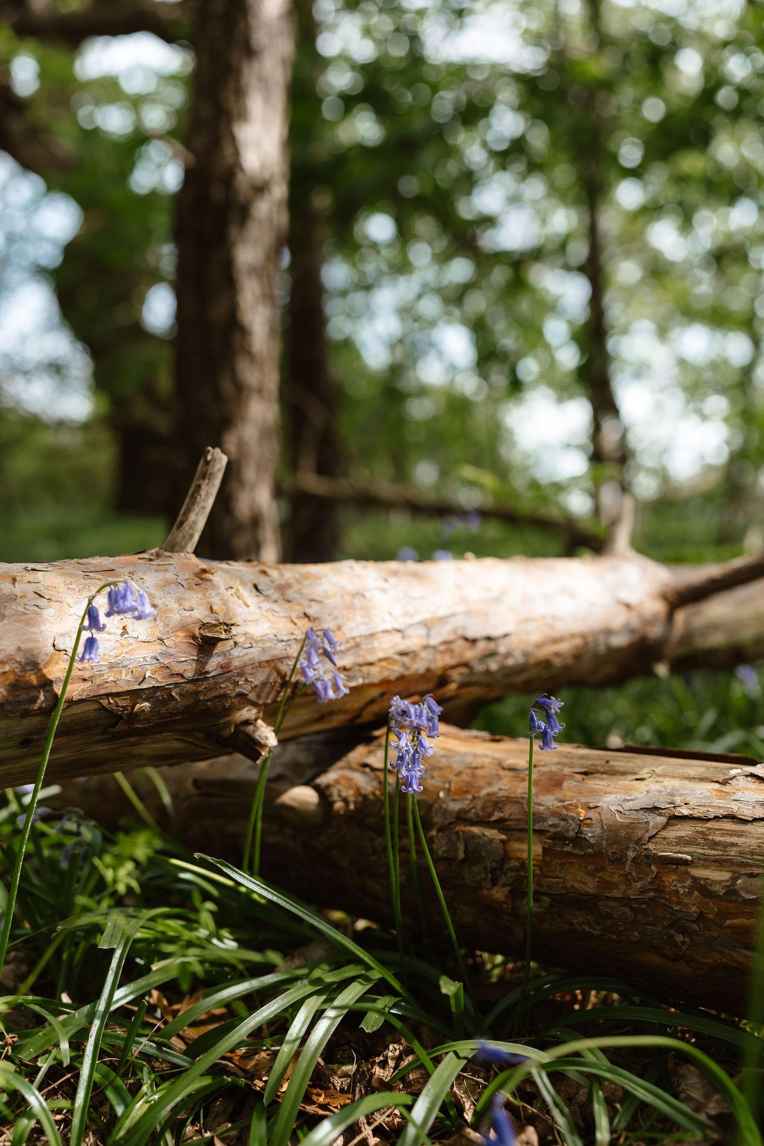 Bluebells growing beside fallen logs on a forest floor in dappled spring sunlight.