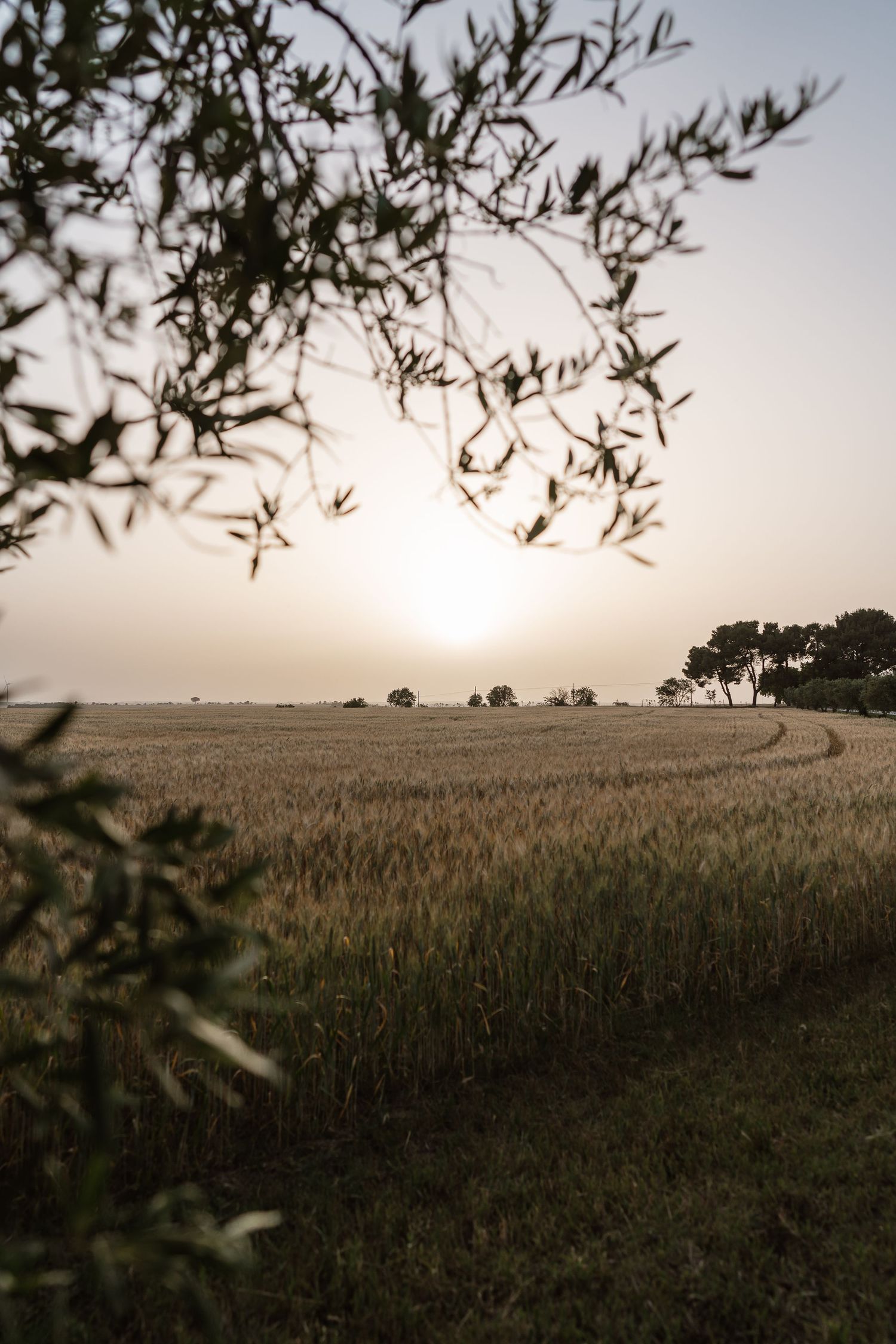 Beautiful countryside in Puglia - destination weddings