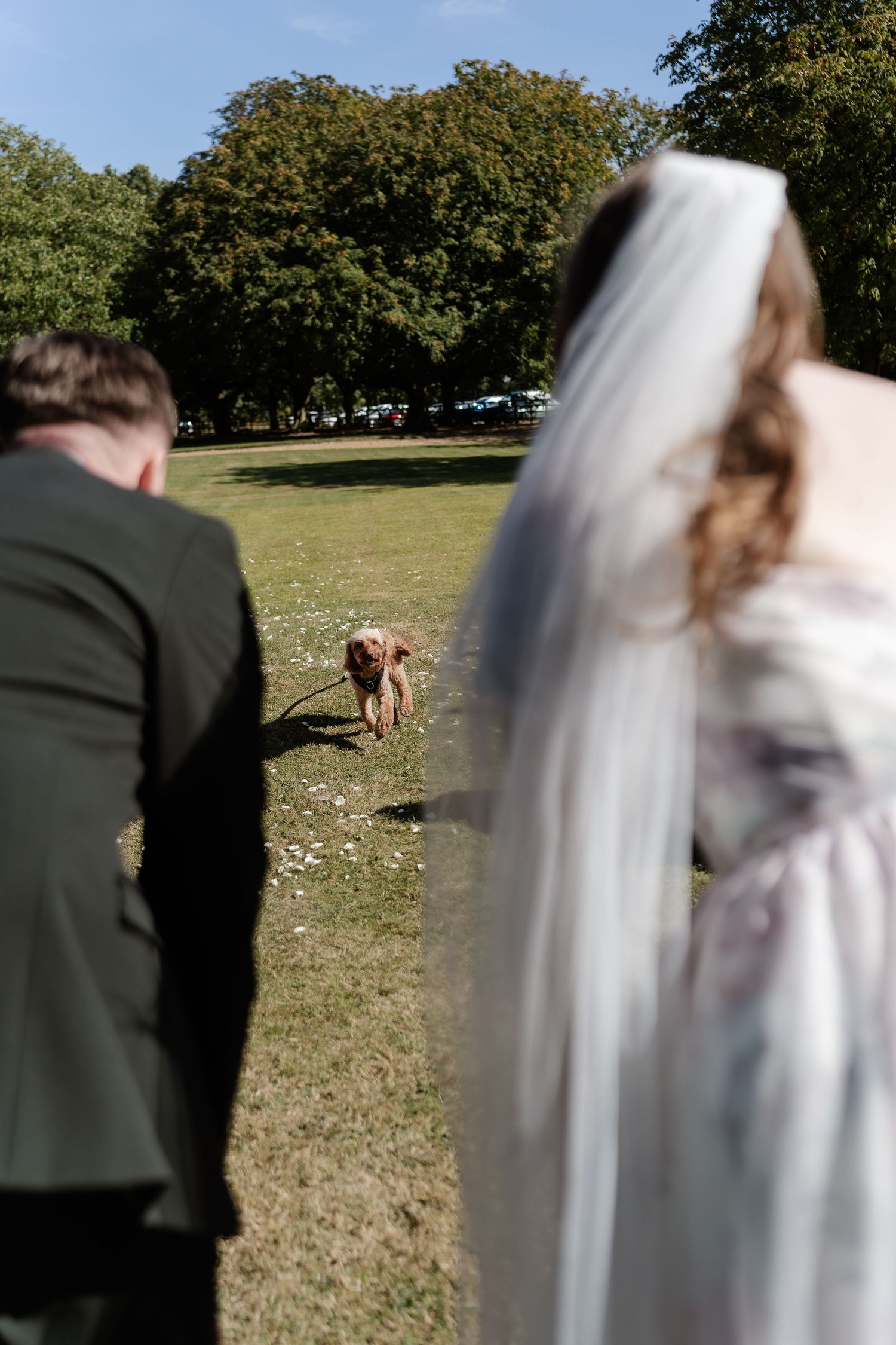 Bride in veil and groom stand in a sunny park as their fluffy brown dog runs toward them on a leash.