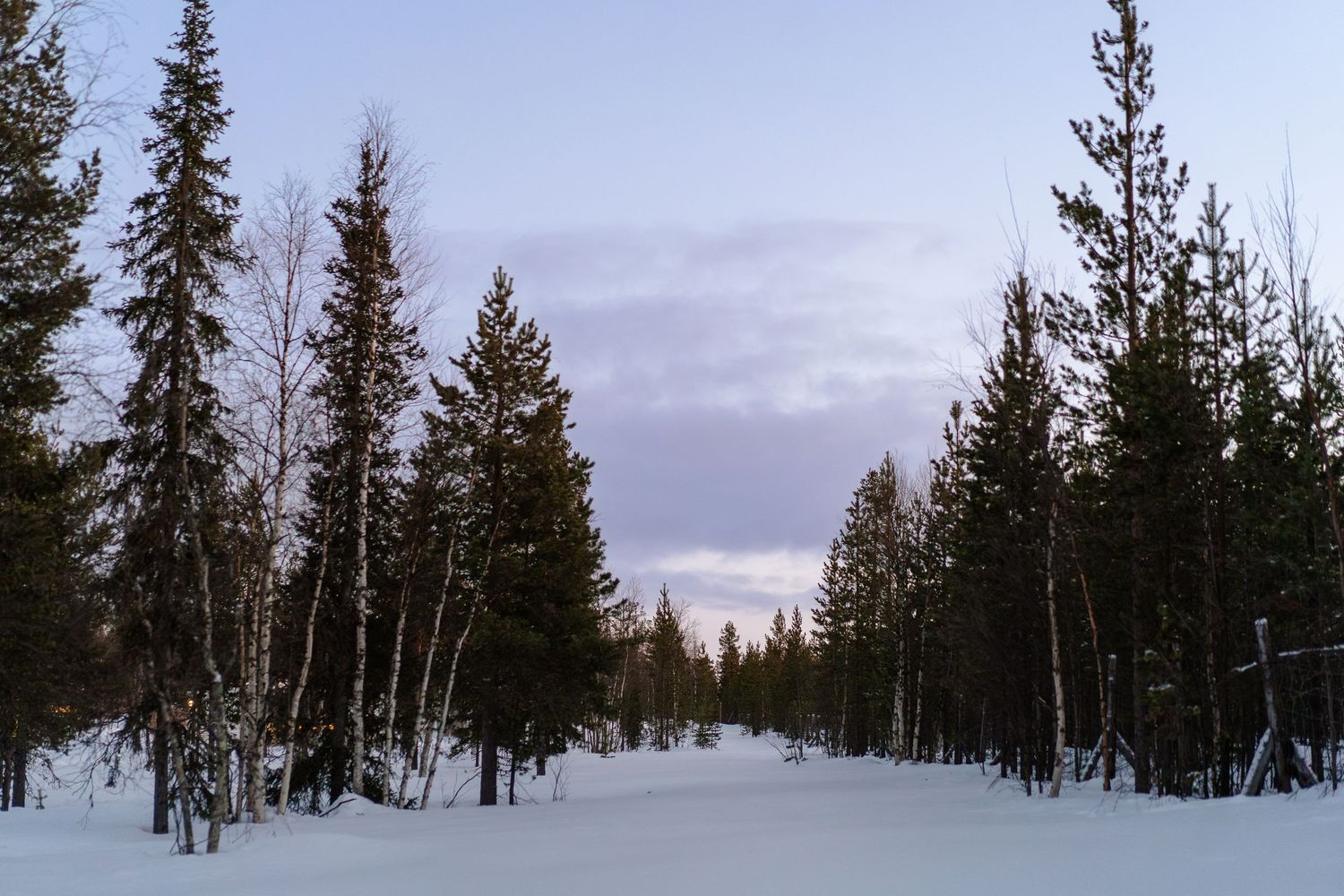 Snowy forest at Twilight hour. Luxury Lapland wedding photographer. Snow wedding. Lapland wedding photos.