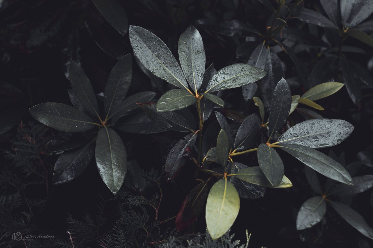 Close-up of dark green glossy leaves with water droplets on a shrub in a moody, dark garden setting.