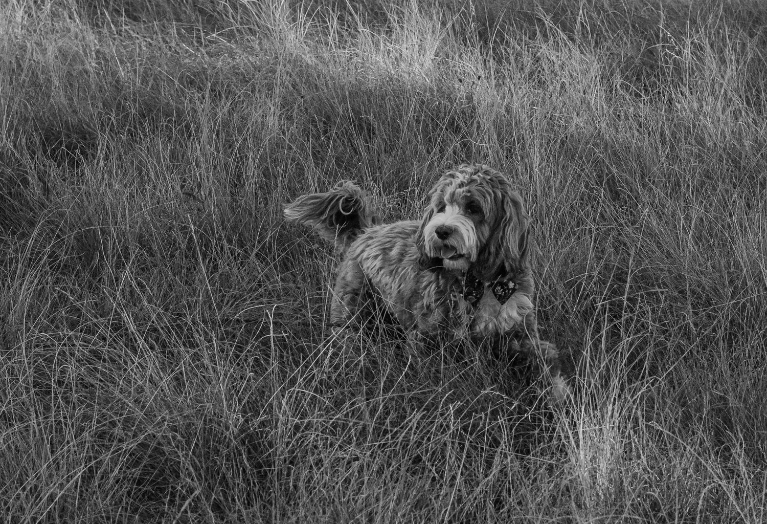 A shaggy dog sits among tall dry grass in a black and white outdoor photograph.