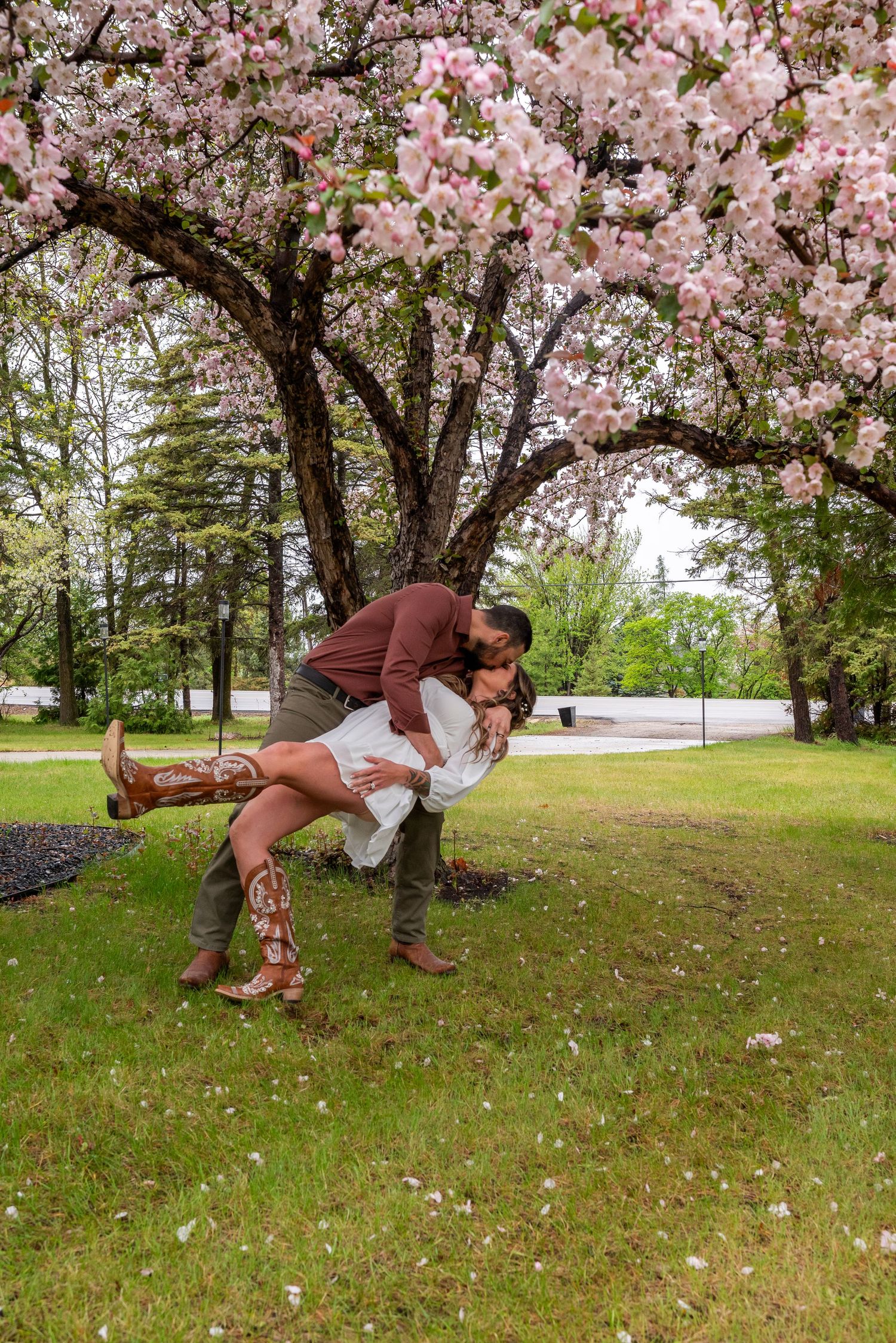 Couple sharing a romantic dip kiss under a blooming pink cherry blossom tree on a lush green lawn in spring.