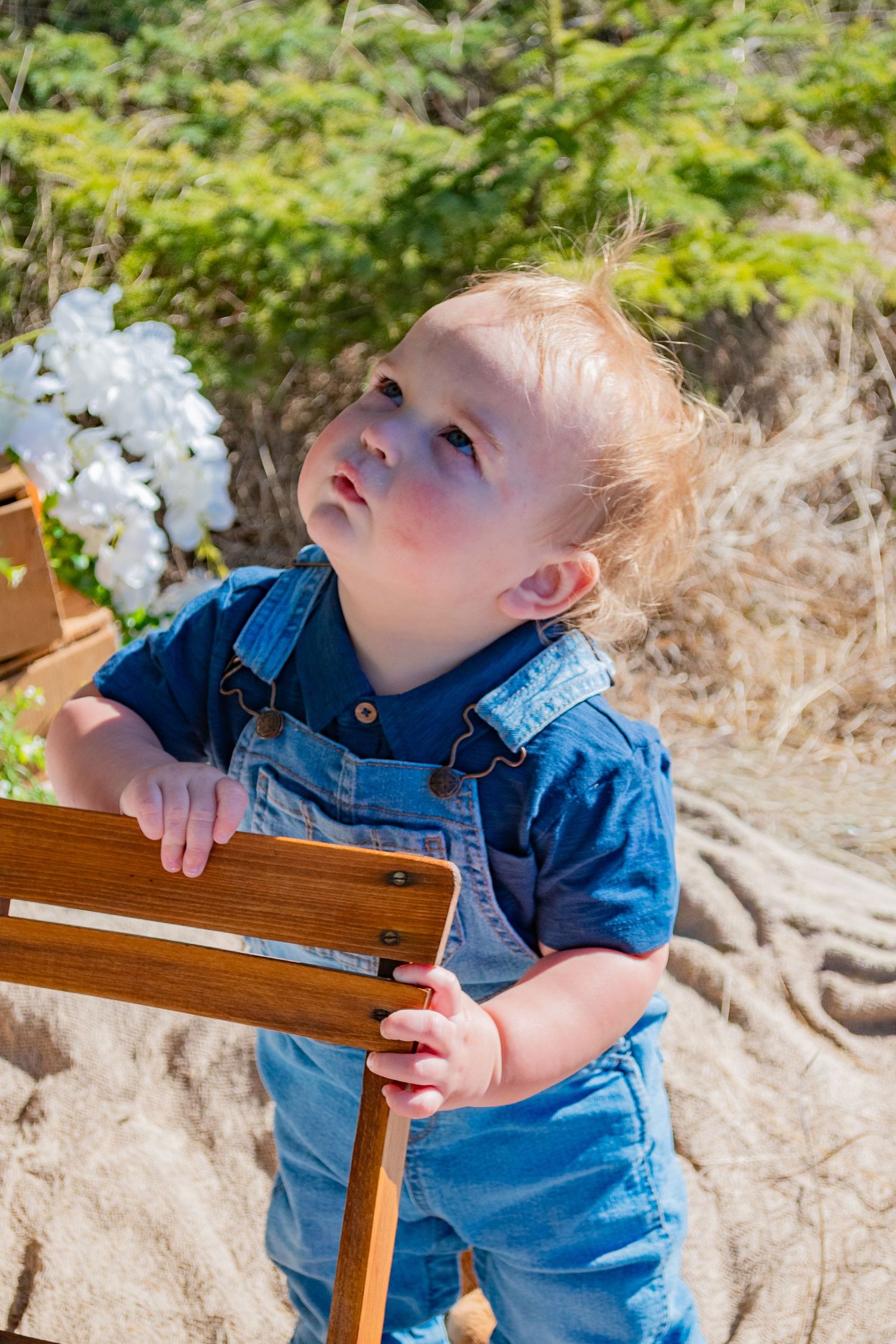 Adorable toddler in denim overalls standing outdoors, looking up curiously near white flowers and wooden chair.