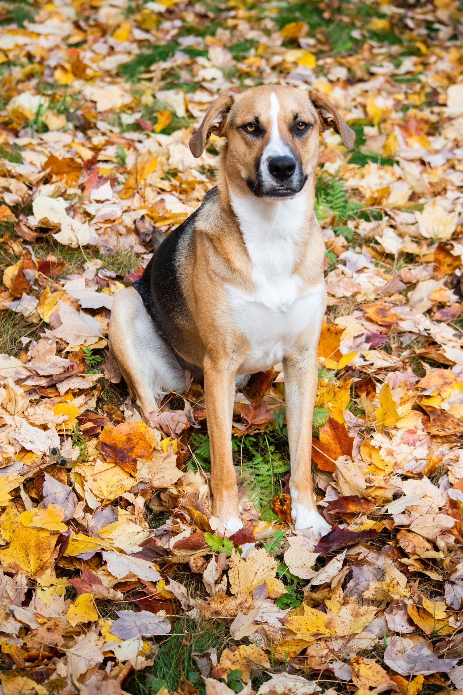 A tan and black mixed breed dog sitting attentively among colorful fallen autumn leaves on a grassy ground.
