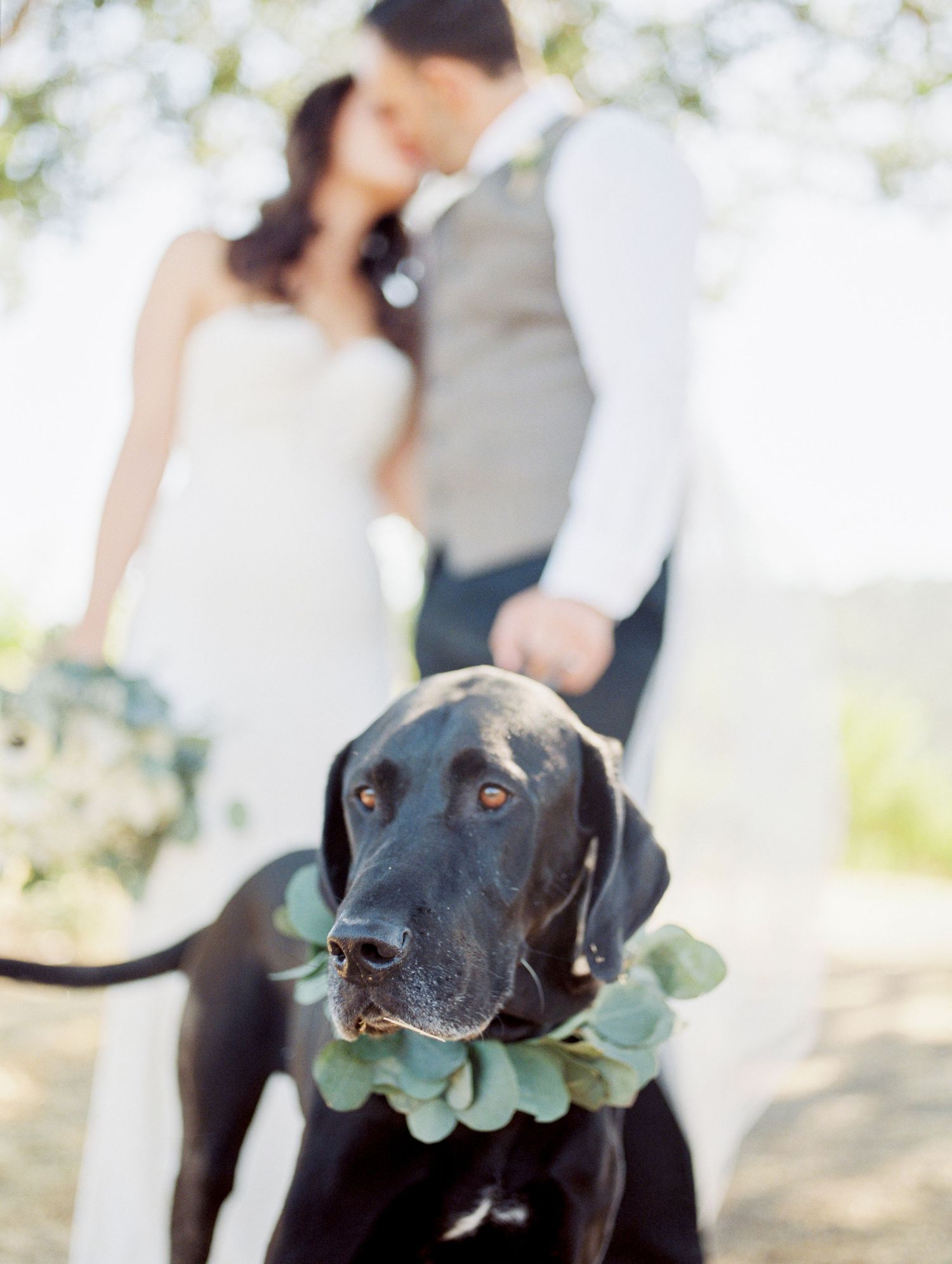 A black Labrador wearing a eucalyptus collar poses in front of a couple in wedding attire.
