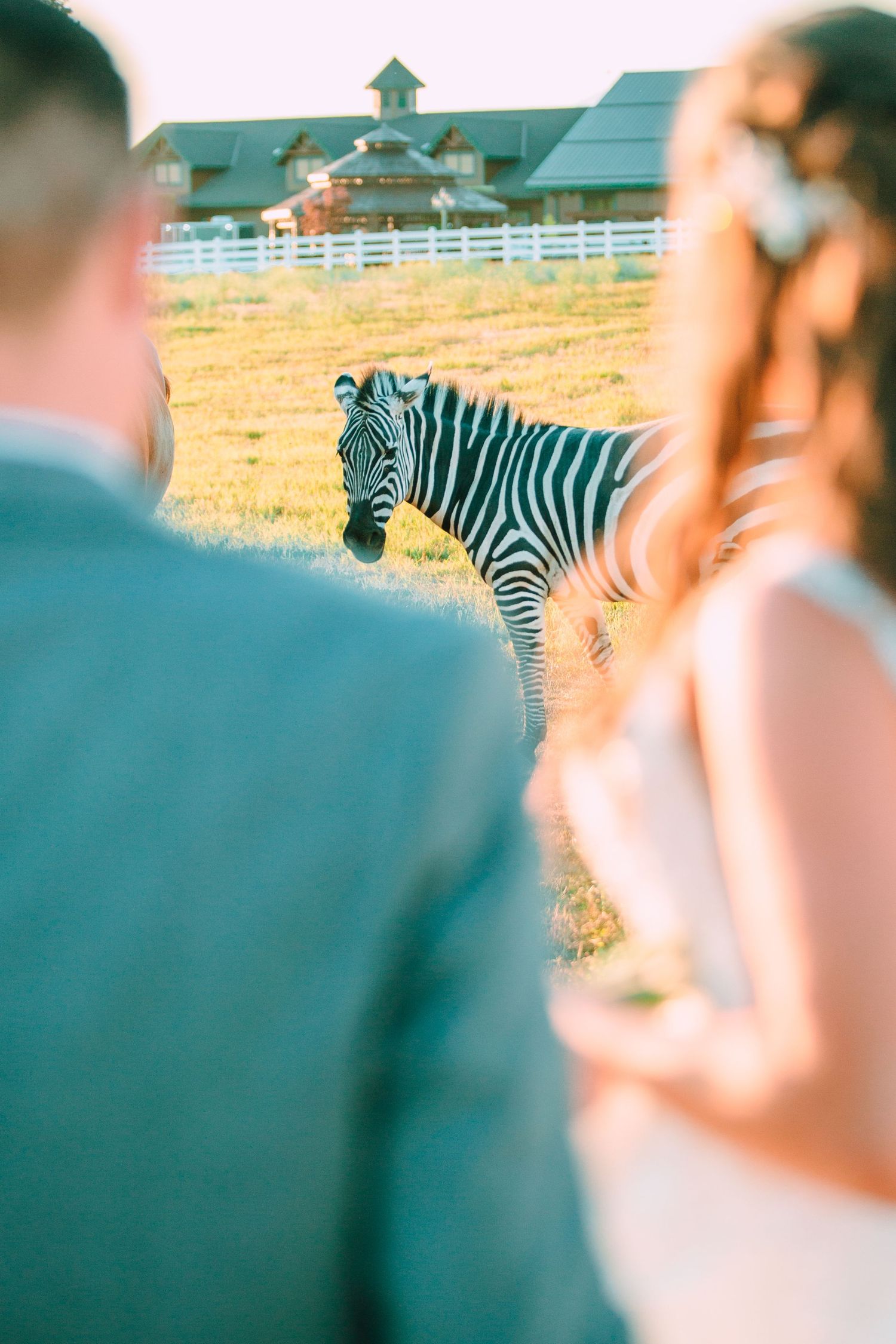 A zebra stands in a grassy field while being photographed by onlookers in the foreground.