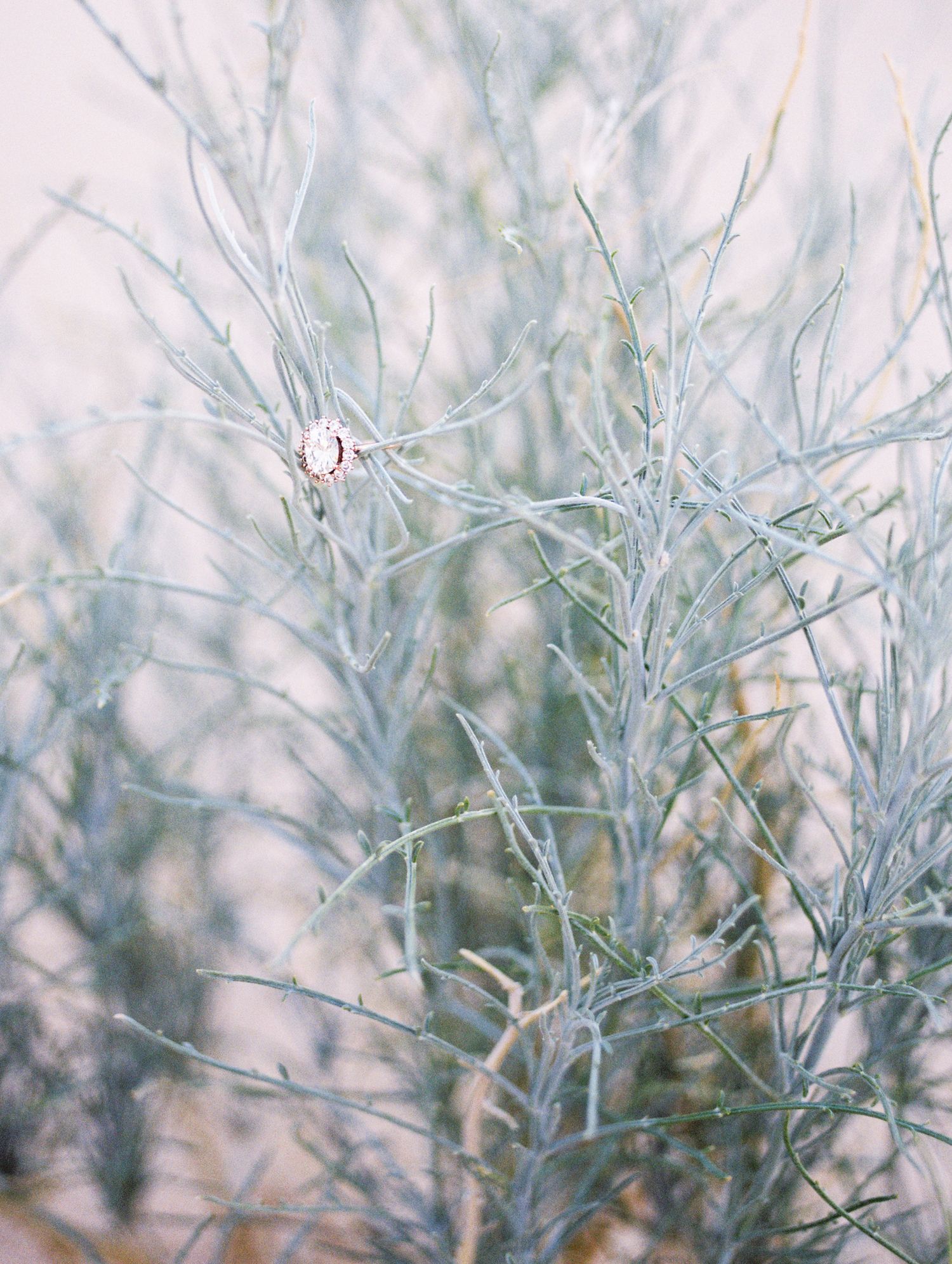 Delicate blue-tinted branches and twigs create an ethereal winter landscape against a soft blurred background.