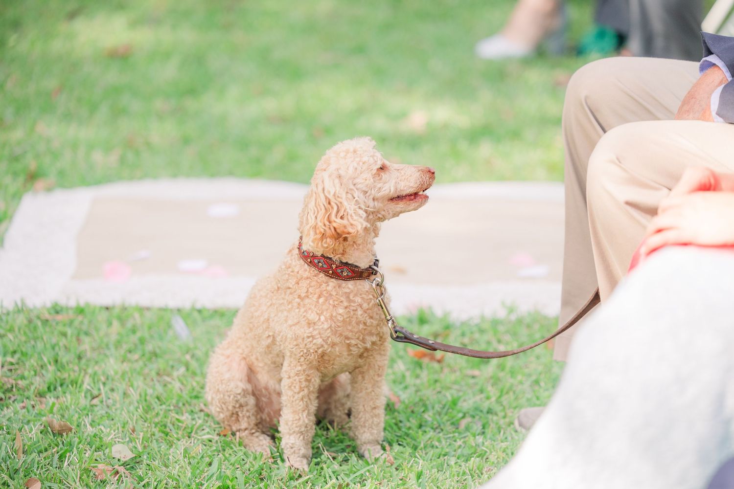 Golden doodle dog participates in outdoor wedding wedding groom bride wilmington photographer light and airy classic Wrightsville Beach