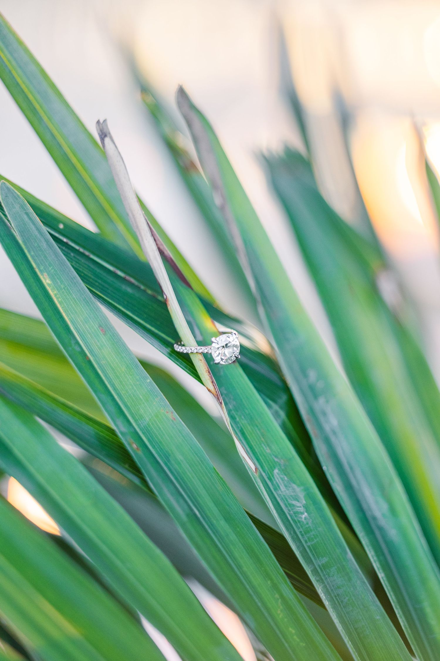 Close-up of a sparkling diamond engagement ring resting on green palm leaves.
