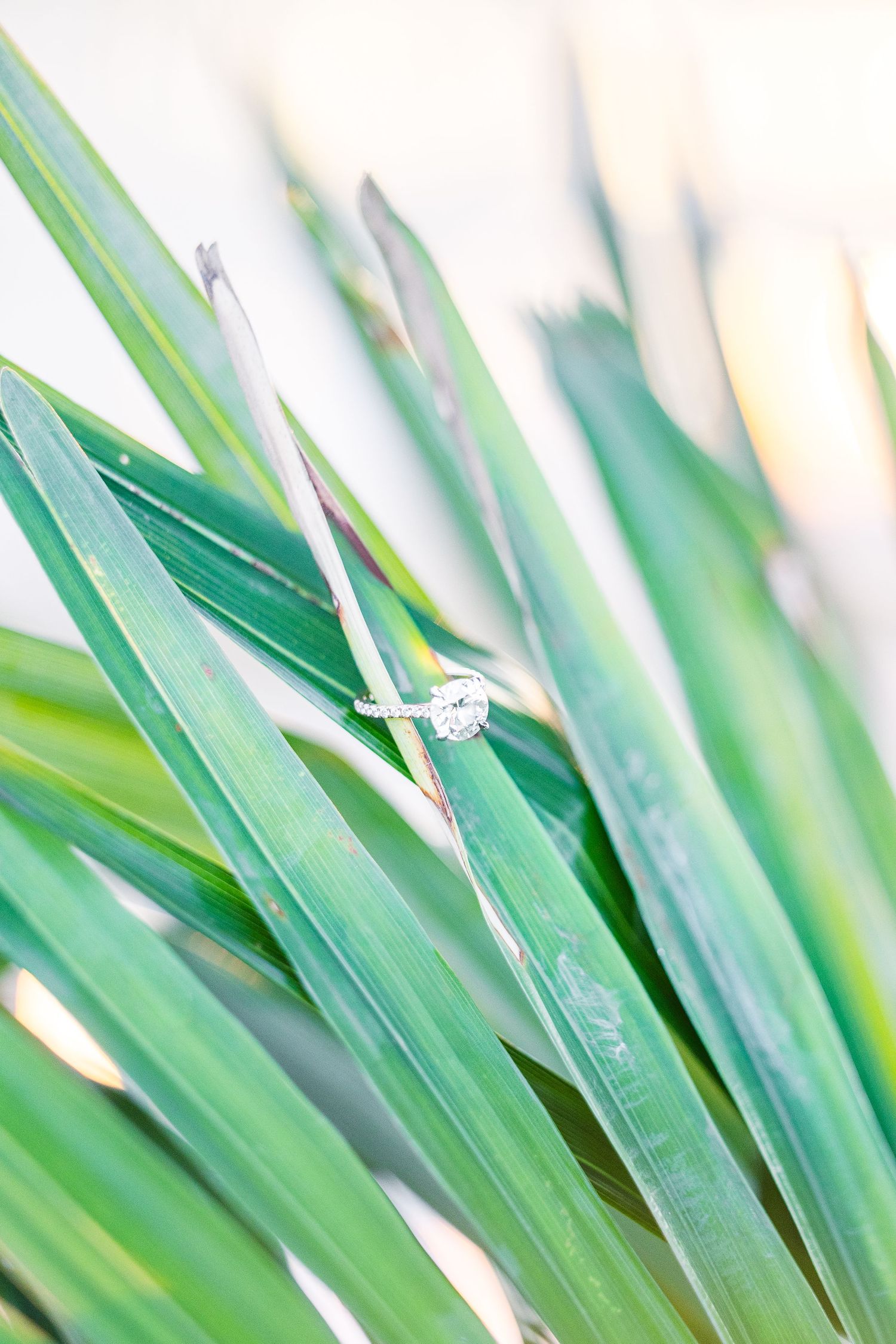 Diamond engagement ring sparkles among green tropical leaves in natural light Wrightsville Beach wedding classic light and airy