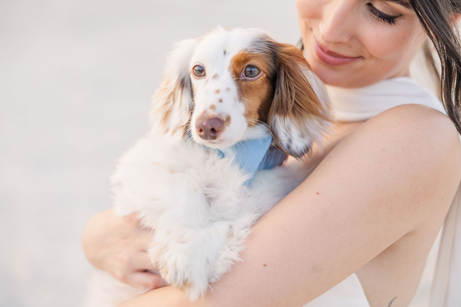 Bride in white dress tenderly holds a small dachshund puppy wearing a blue bow tie on the beach in Carolina Beach near Wilmington, NC.