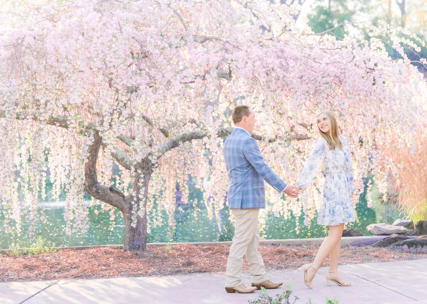 Cherry blossom trees in full bloom create a romantic pink canopy over a garden walkway in springtime.