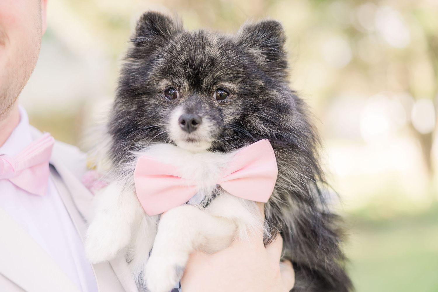 A grey and white cat wearing a pink bow tie wedding groom bride wilmington photographer light and airy classic Wrightsville Beach