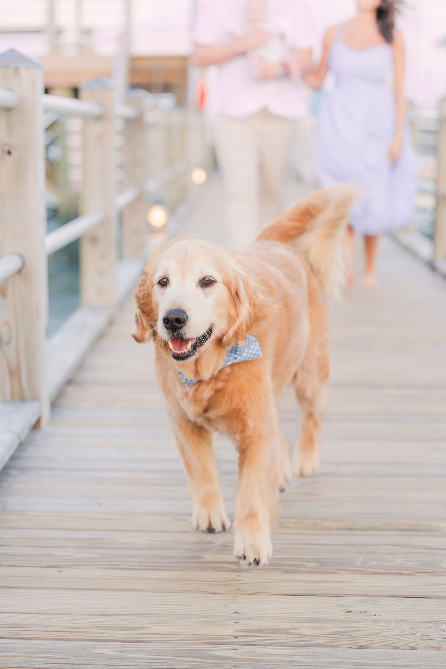 A happy golden retriever wearing a blue bowtie walks along a wooden boardwalk.