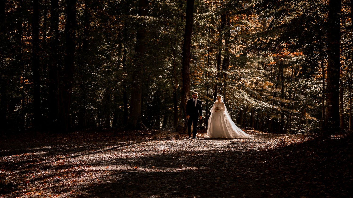 Wide forest scene with sunlight filtering through autumn trees.