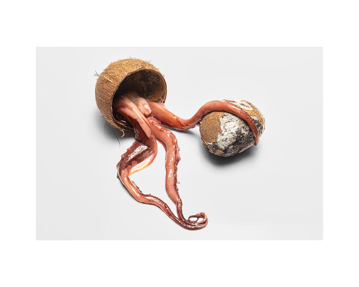 An octopus with red tentacles emerging from a coconut shell next to a rock on a white background.