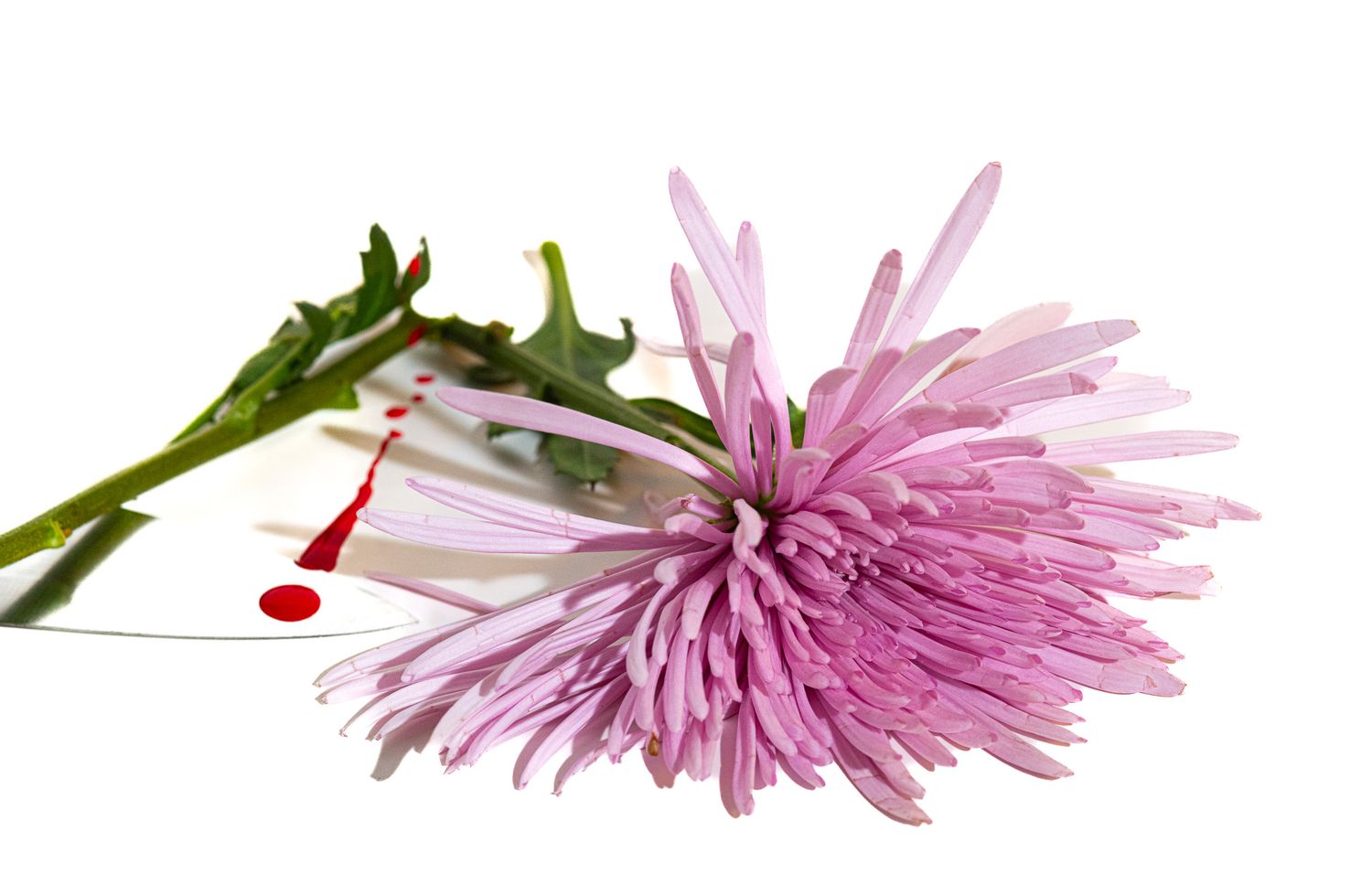 Pink chrysanthemum flower laying on white surface with green stem.