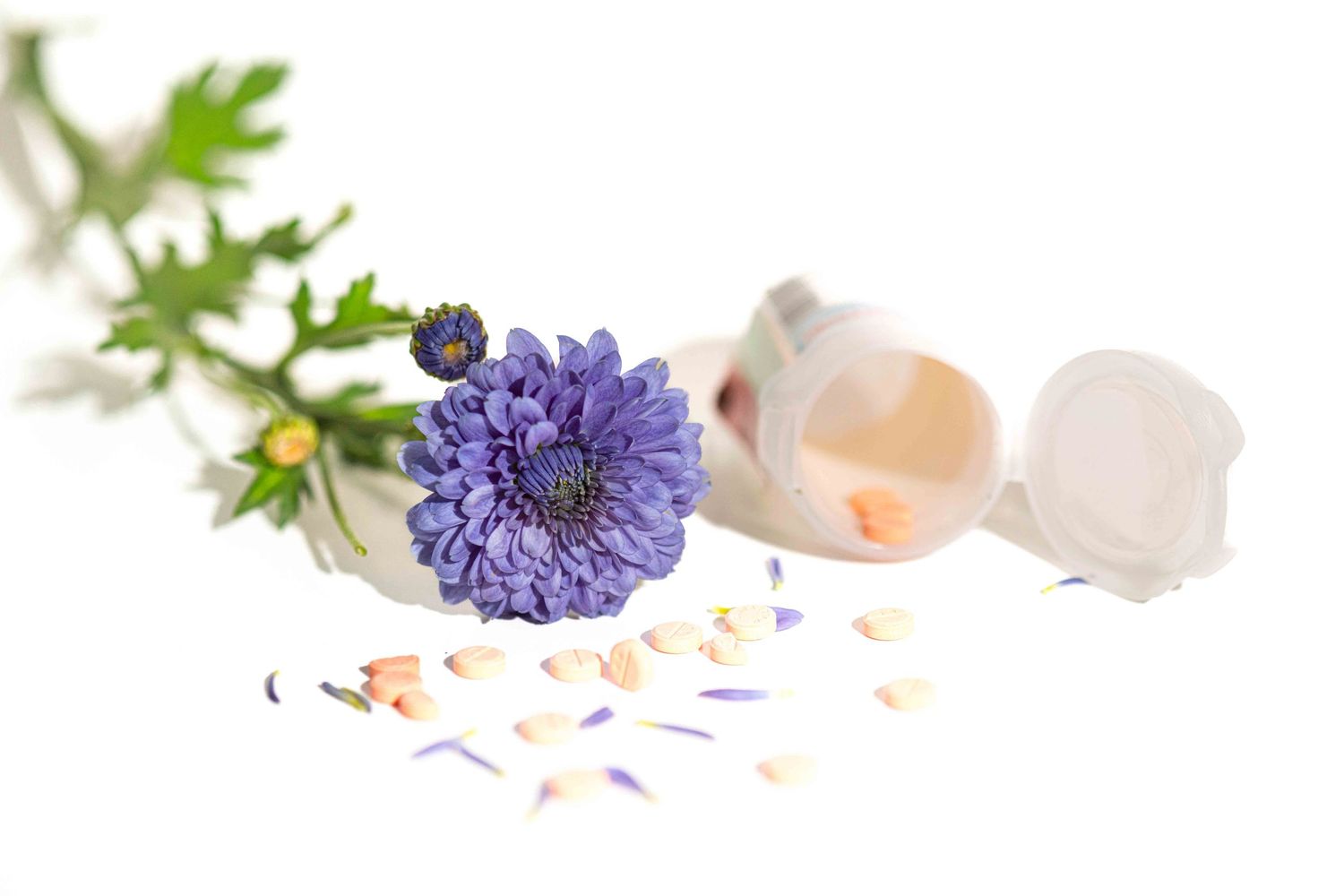 Purple chrysanthemum flower with broken eggshells and scattered petals on white background.
