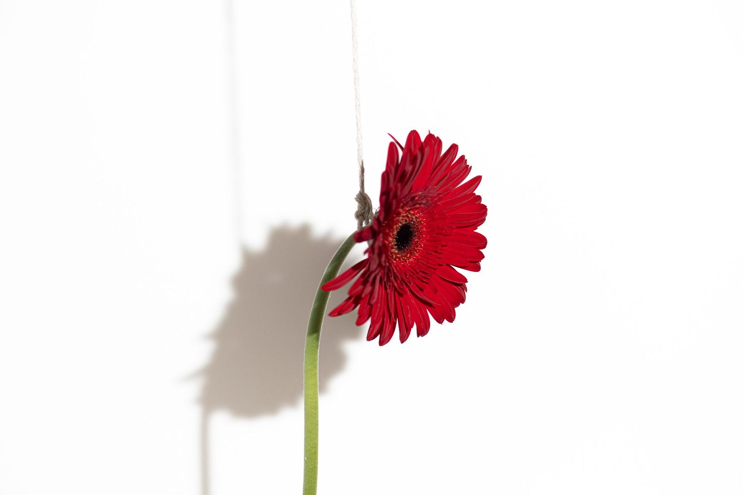 Red gerbera daisies casting shadows against white background in minimalist composition.