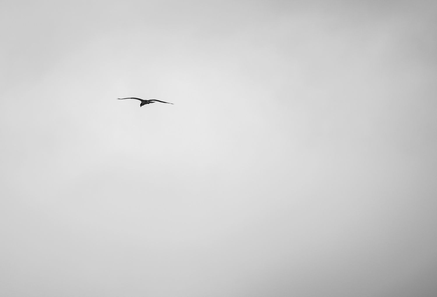 Single bird silhouette soaring against a misty gray sky.