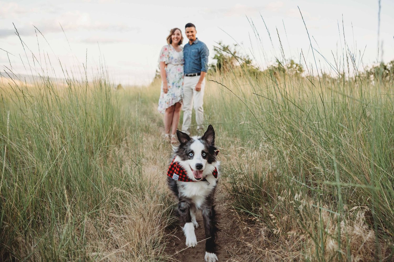 A couple standing in the distance as their blue eyes Australian shepherd runs towards the camera.