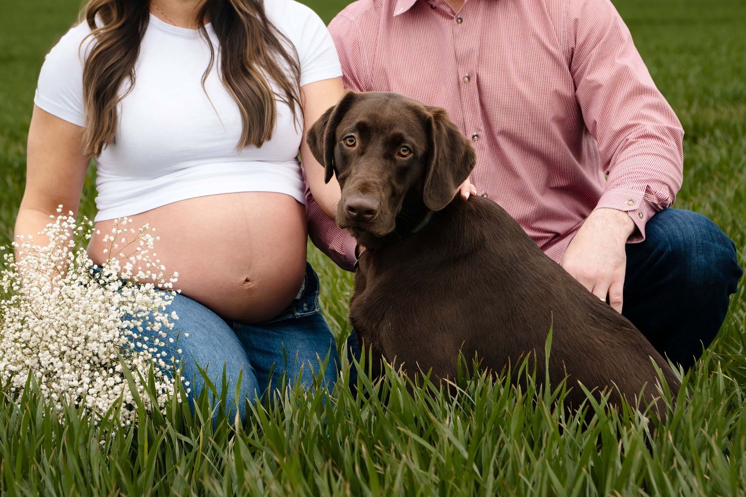 A chocolate lab looking at the camera with his owners in the background during a maternity session in Chelan.