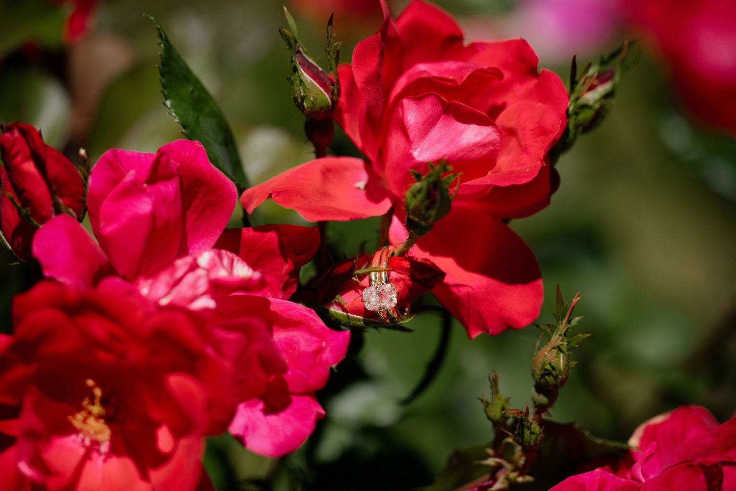 A close up of a ring perched on hot pink rose bushes.