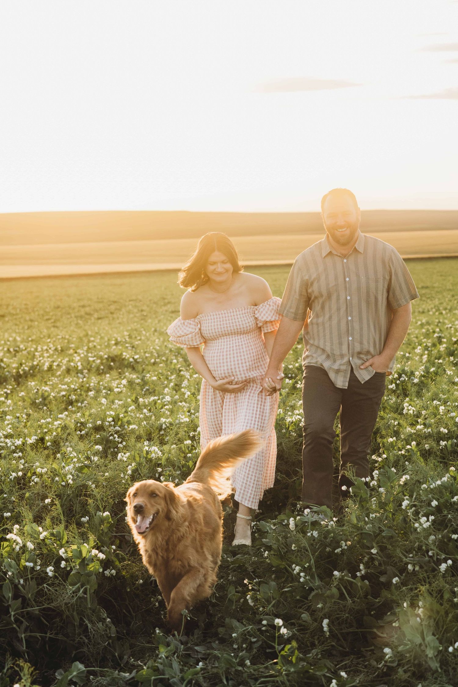 An expecting couple walking through a pea field with their golden retriever in Walla Walla, Washington.