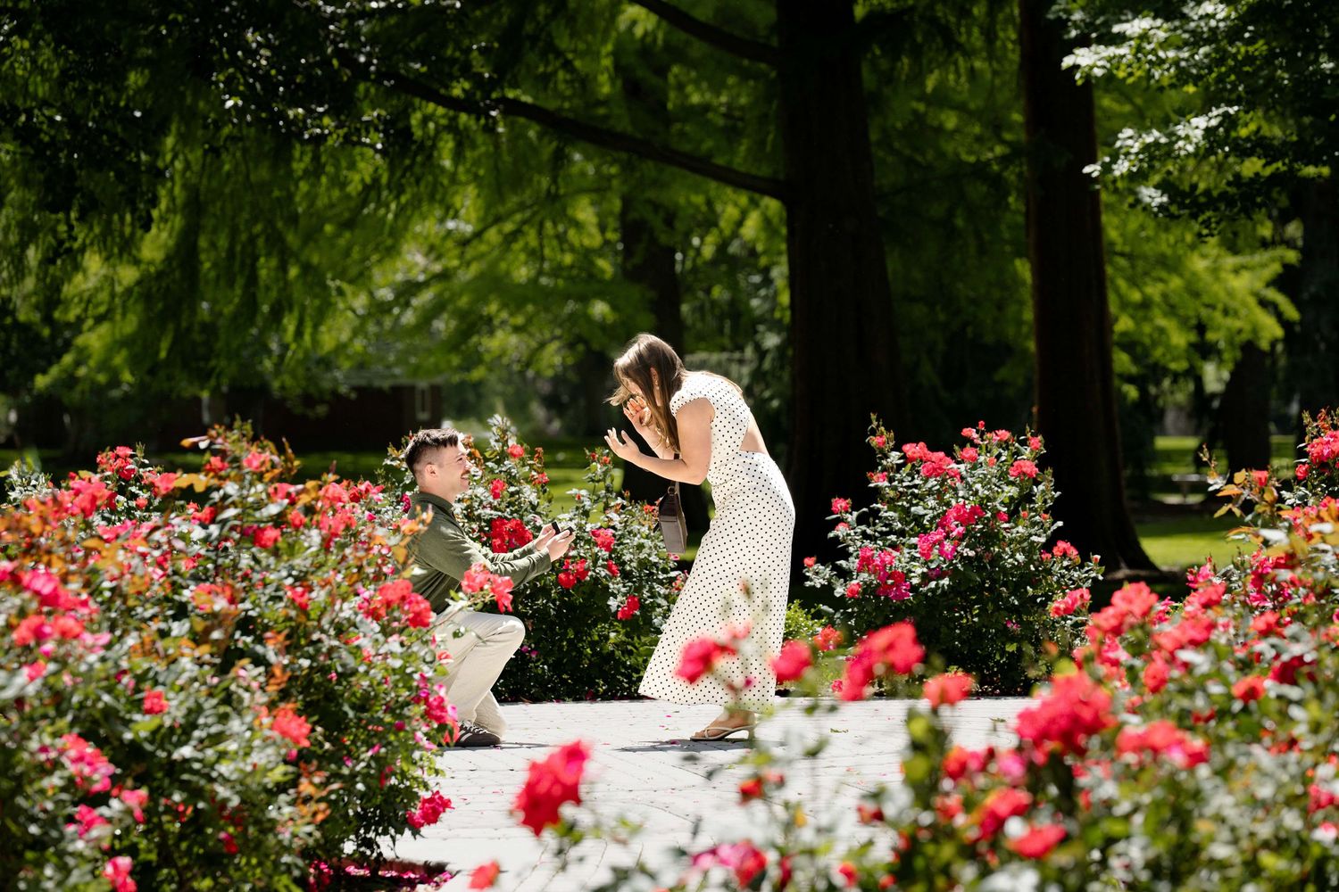 A man on one knee proposing to his girlfriend surrounded by pink rose bushes at Pioneer Park in Walla Walla.