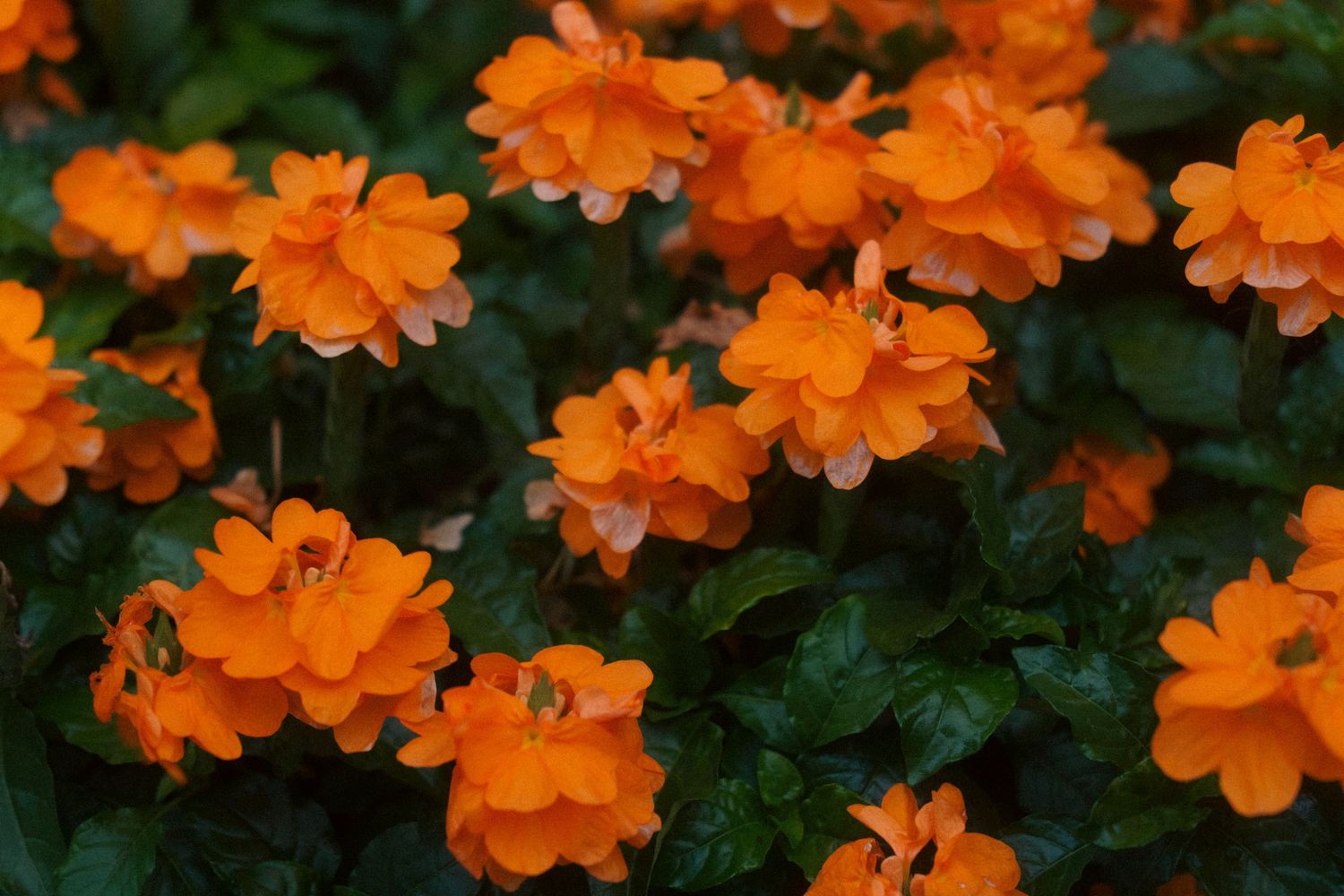 nature and flowers in Puerto Rico.