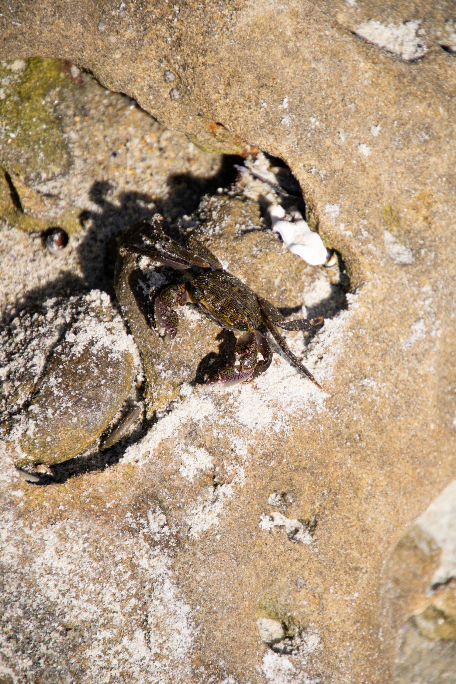 Close-up of small crabs crawling on textured rocky surface.