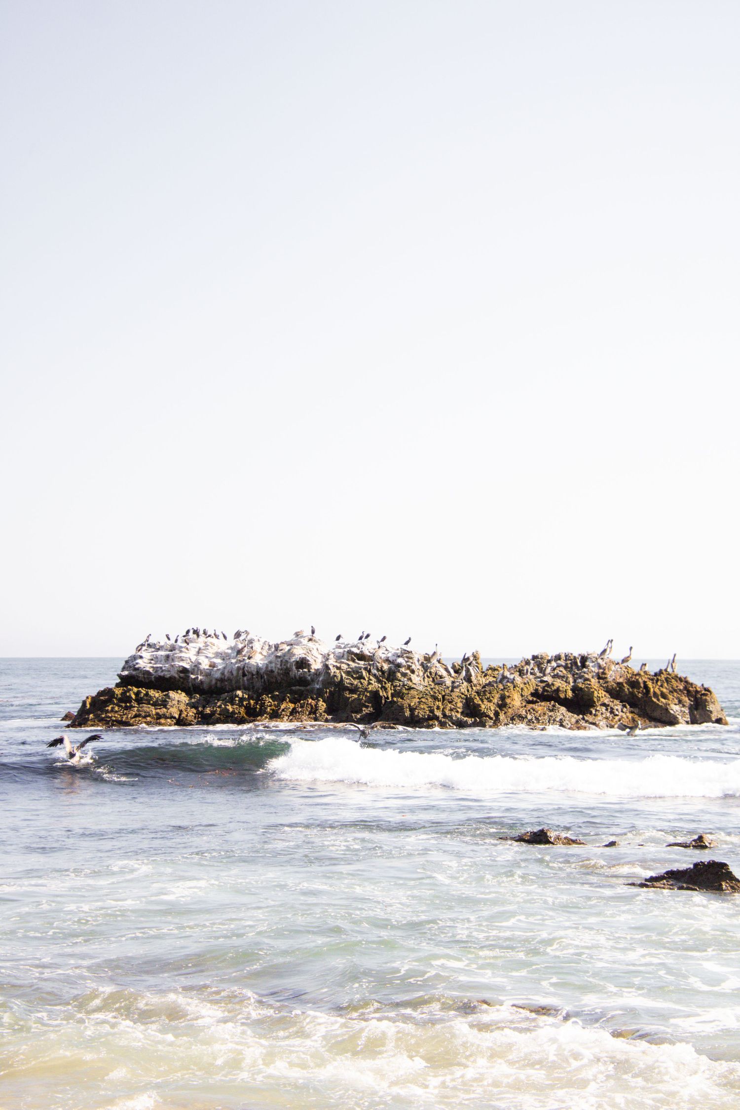 Large group of seabirds gathered on rocky outcrop surrounded by ocean waves.