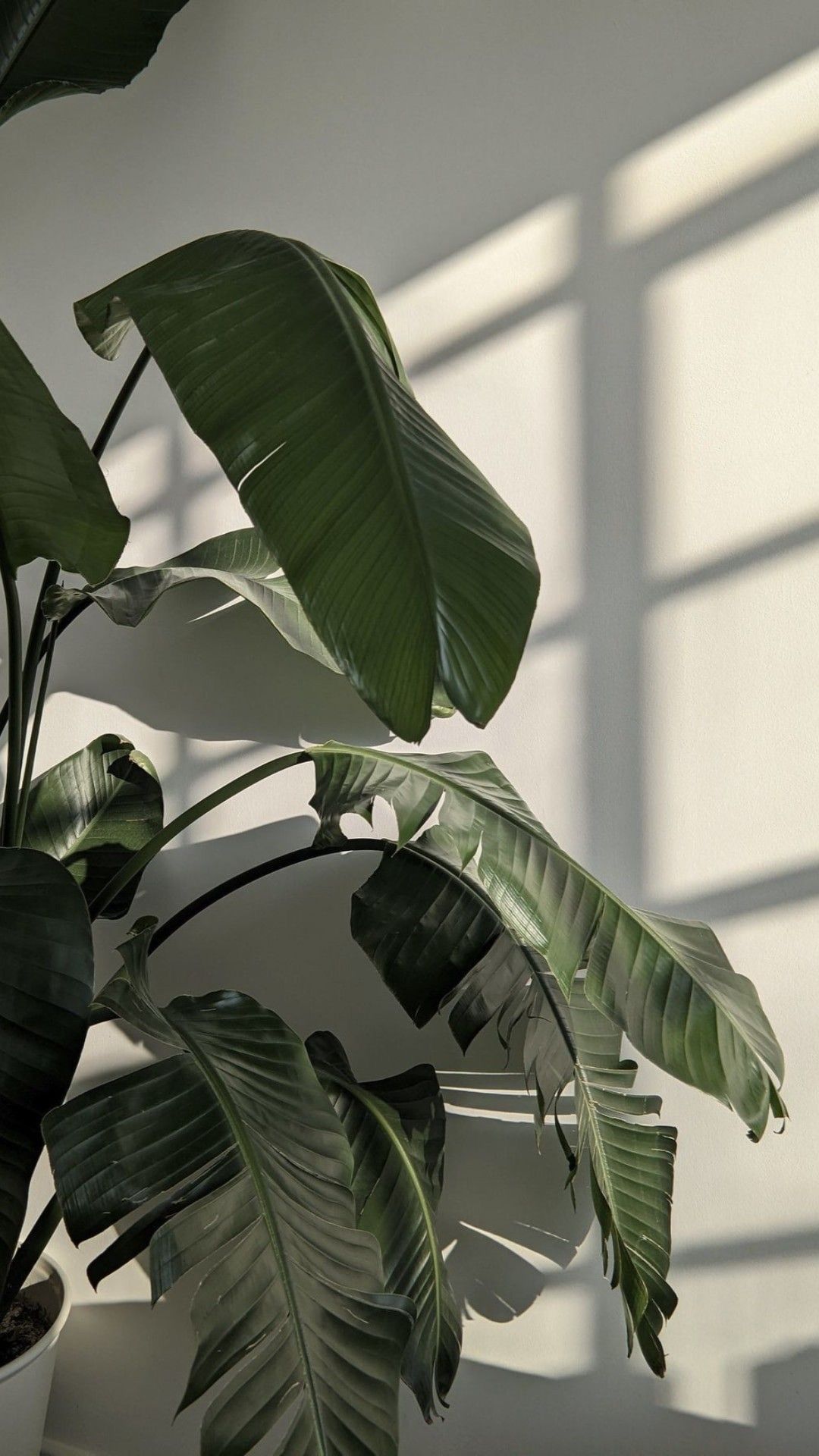 Dramatic shadows cast across white walls with large tropical plant leaves creating an artistic composition. Kangaroo Island Haus Home KI