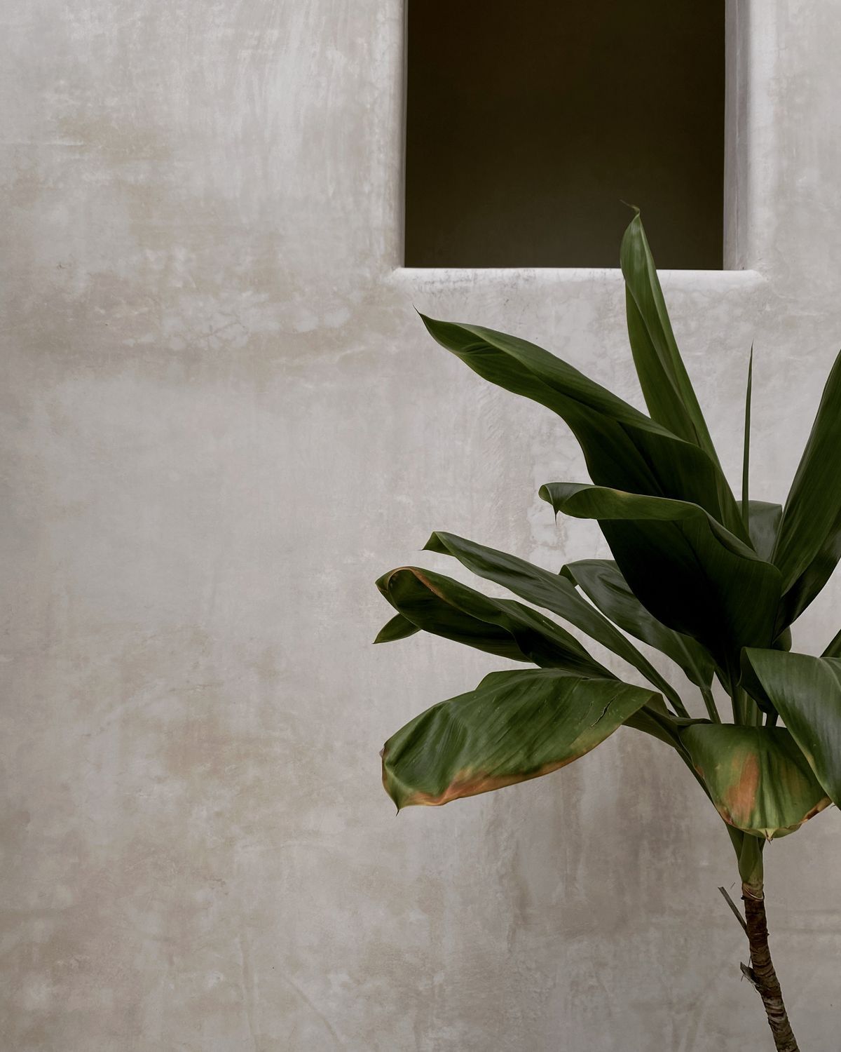 Minimalist concrete wall with a dark window frame and tropical plant leaves creating an architectural contrast.